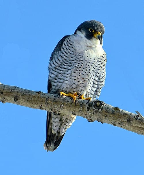 Peregrine Falcon - Falco peregrinus