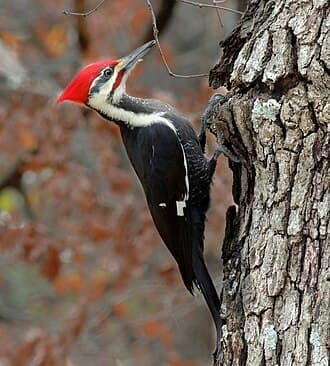 Pileated Woodpecker - Dryocopus pileatus