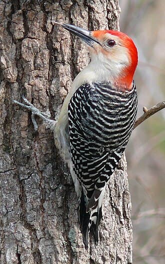 Red-bellied Woodpecker - Melanerpes carolinus