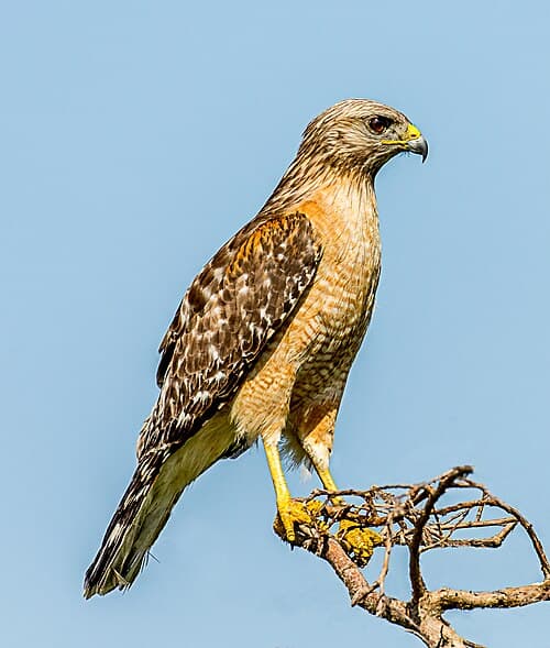 Red-shouldered Hawk - Buteo lineatus