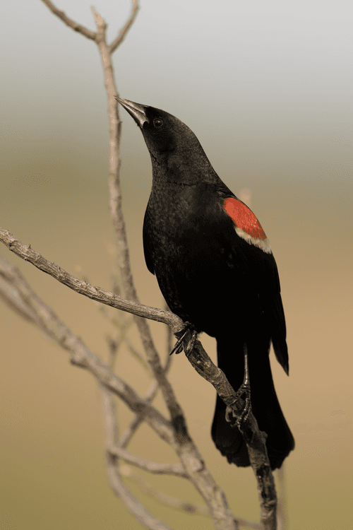 Red-winged Blackbird - Agelaius phoeniceus