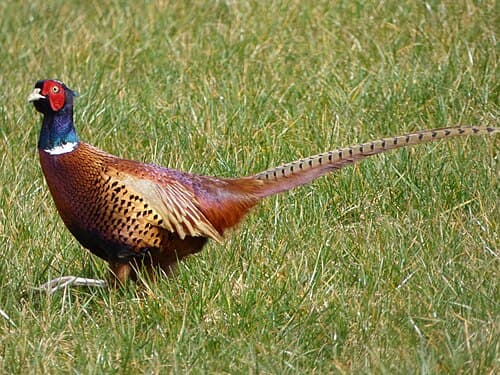 Ring-necked Pheasant - Phasianus colchicus