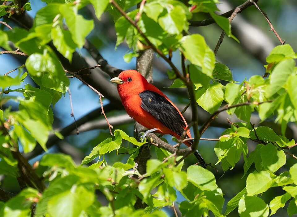 Scarlet Tanager - Piranga olivacea