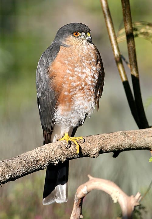 Sharp-shinned Hawk - Accipiter striatus