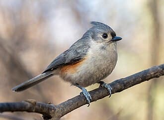 Tufted Titmouse - Baeolophus bicolor
