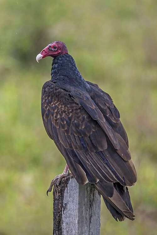 Turkey Vulture - Cathartes aura