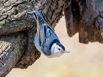 White-breasted Nuthatch - Sitta carolinensis