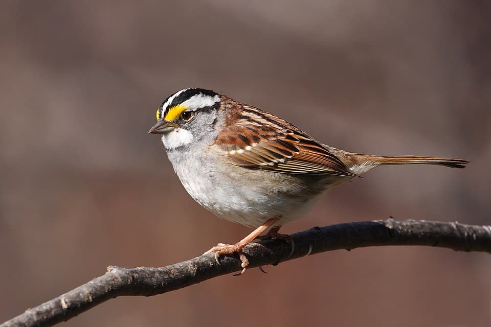 White-throated Sparrow - Zonotrichia albicollis