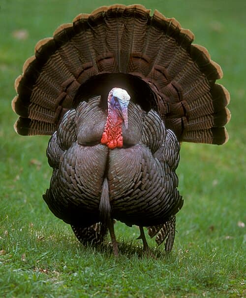 Wild Turkey - Meleagris gallopavo