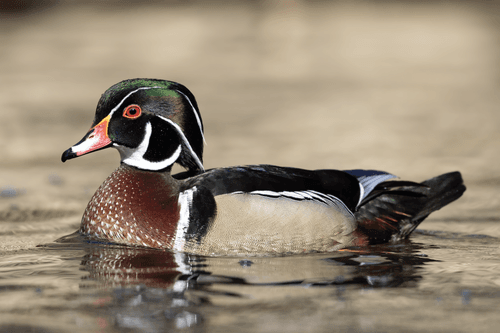 Wood Duck - Aix sponsa