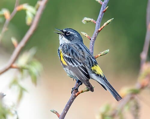Yellow-rumped Warbler - Setophaga coronata