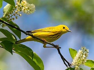 Yellow Warbler - Setophaga petechia