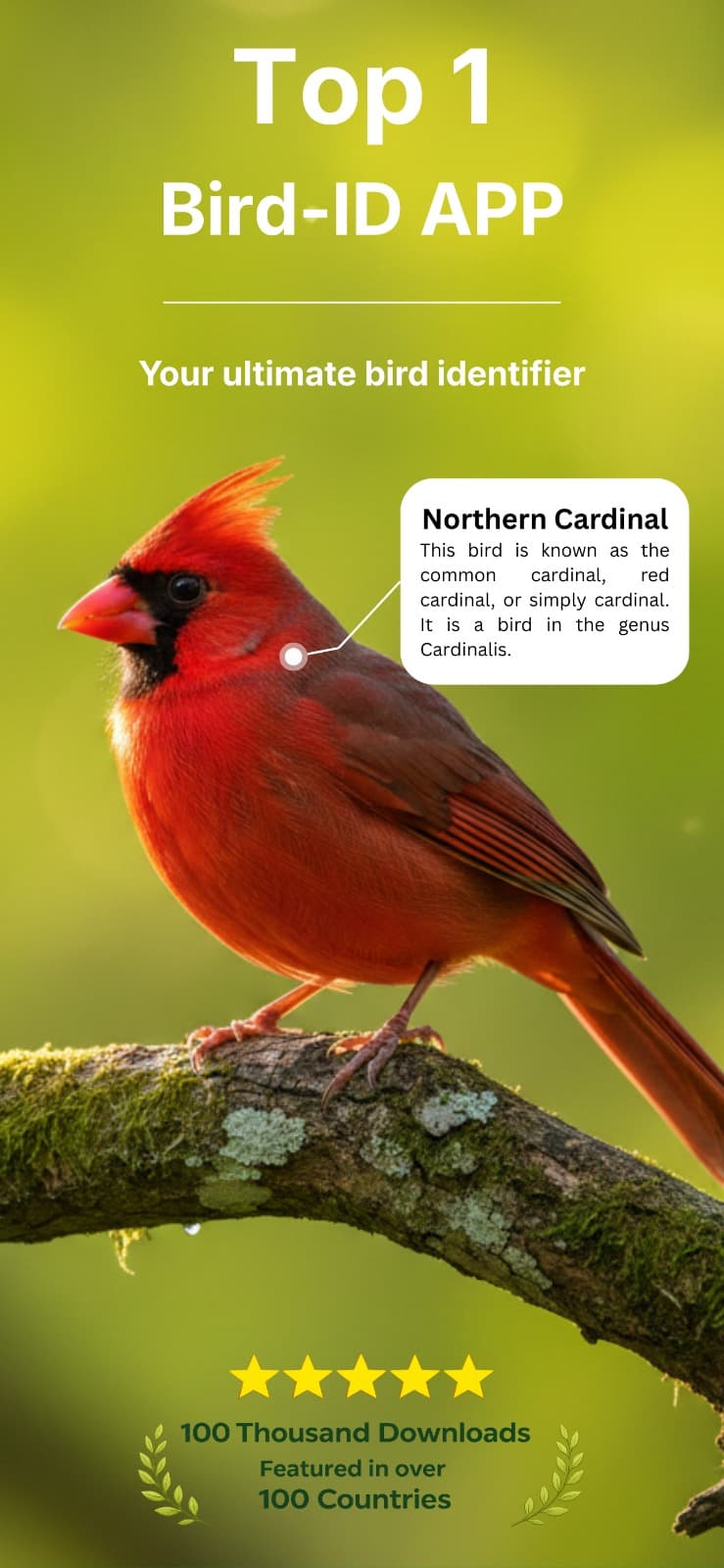 Bird Identifier app screenshot